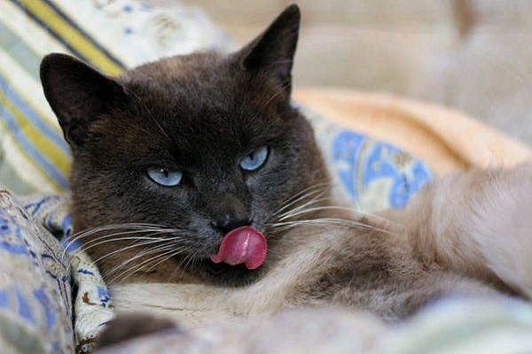 gatto con lingua di fuori