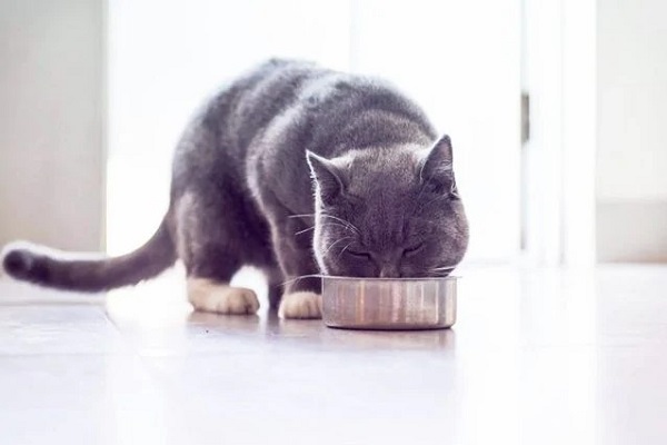 gatto e ciotola di cibo