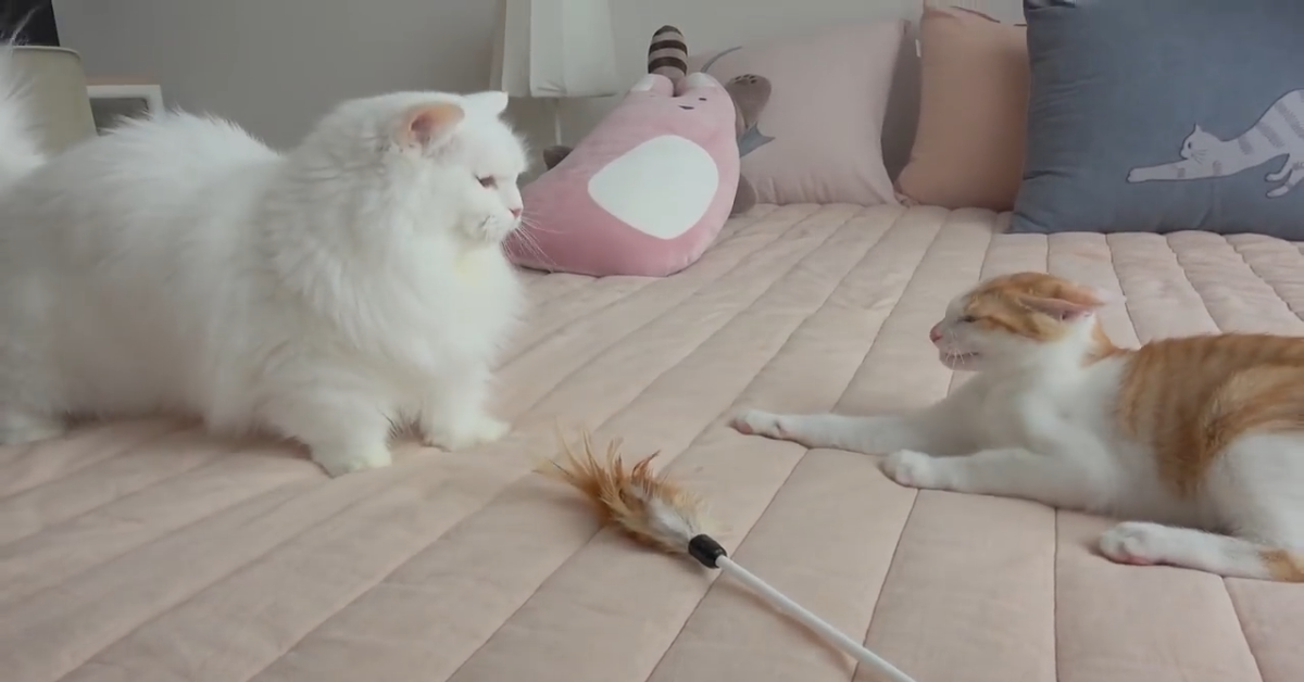 Gatti giocano con il proprio padrone e si divertono (VIDEO)