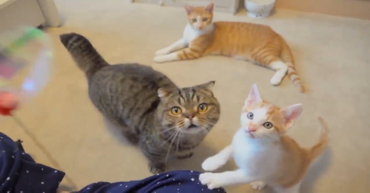 Gatti giocano con la padrona e si divertono (VIDEO)