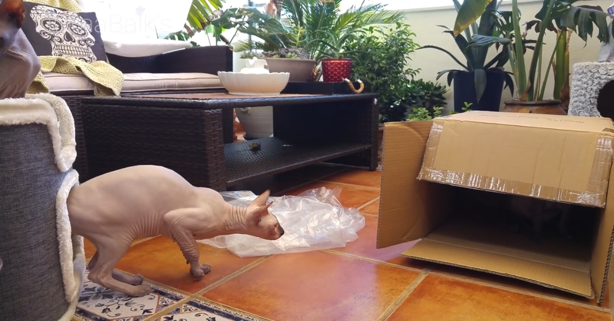 Gatti giocano con una scatola vuota che conteneva il nuovo letto (VIDEO)