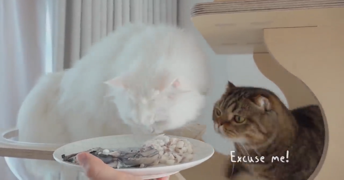 Gatti litigano per il pesce, ma senza farsi male (VIDEO)