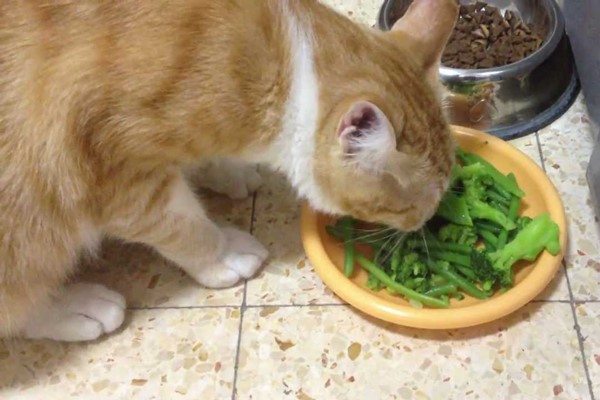 gatto che mangia i broccoli