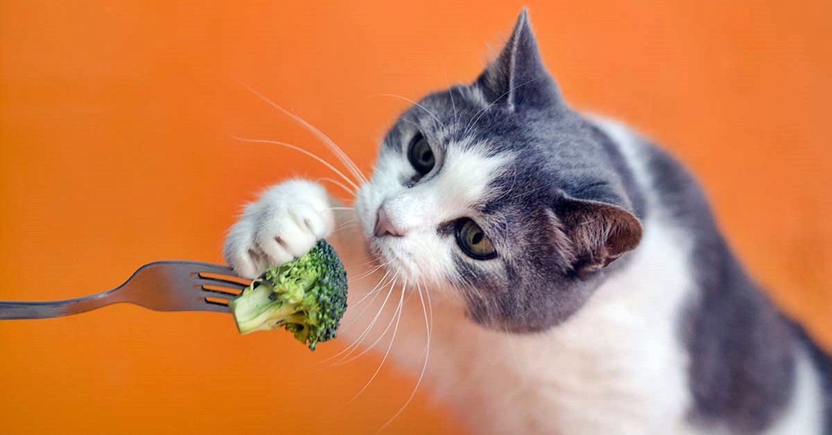I gatti possono mangiare i broccoli oppure no?