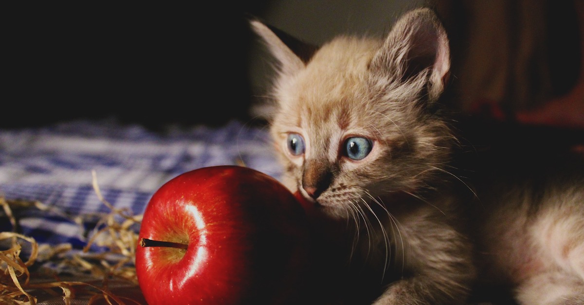 I gatti possono mangiare le mele oppure no?