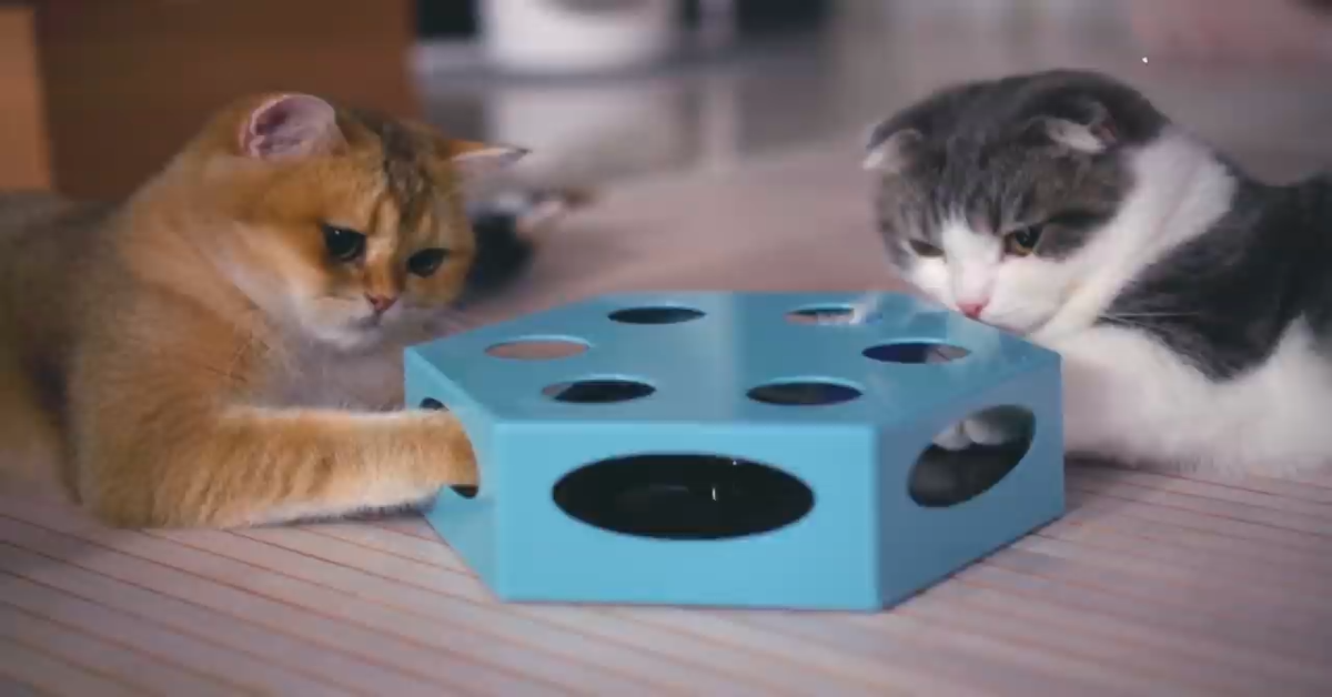 Gatti si rilassano insieme e giocano con un gioco curioso (VIDEO)