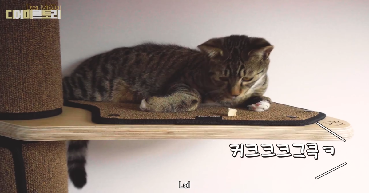 Gattini si svegliano con l’odore del cibo (VIDEO)