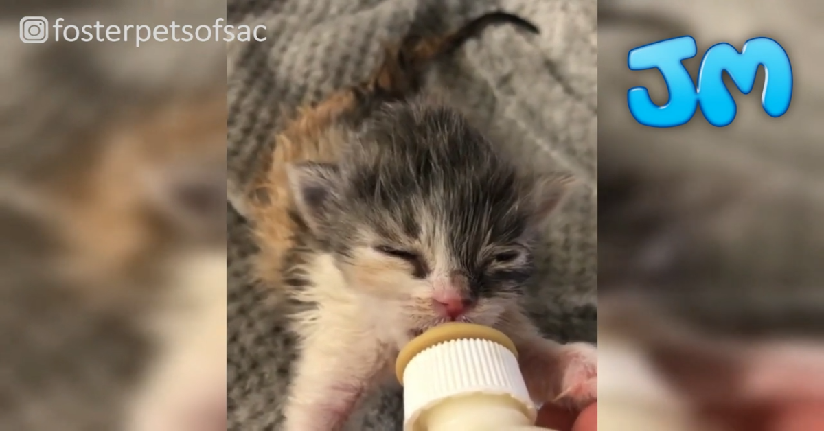 Gattini abbandonati dalla madre hanno una seconda vita (VIDEO)