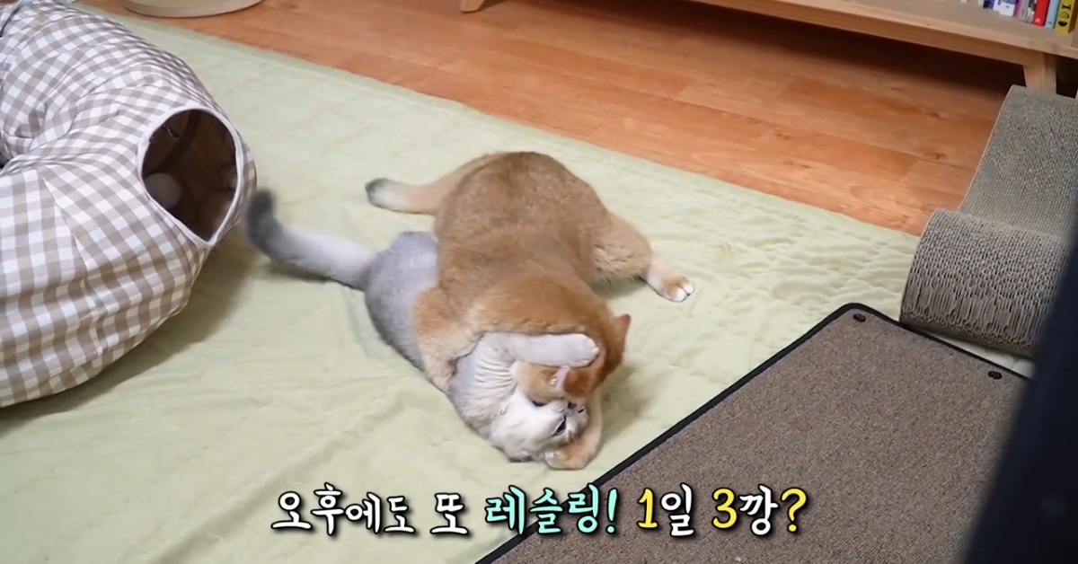 Gattini giocano insieme molto animatamente (VIDEO)