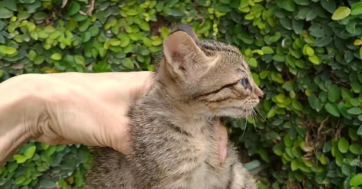Gattino abbandonato in una scatola viene salvato (VIDEO)