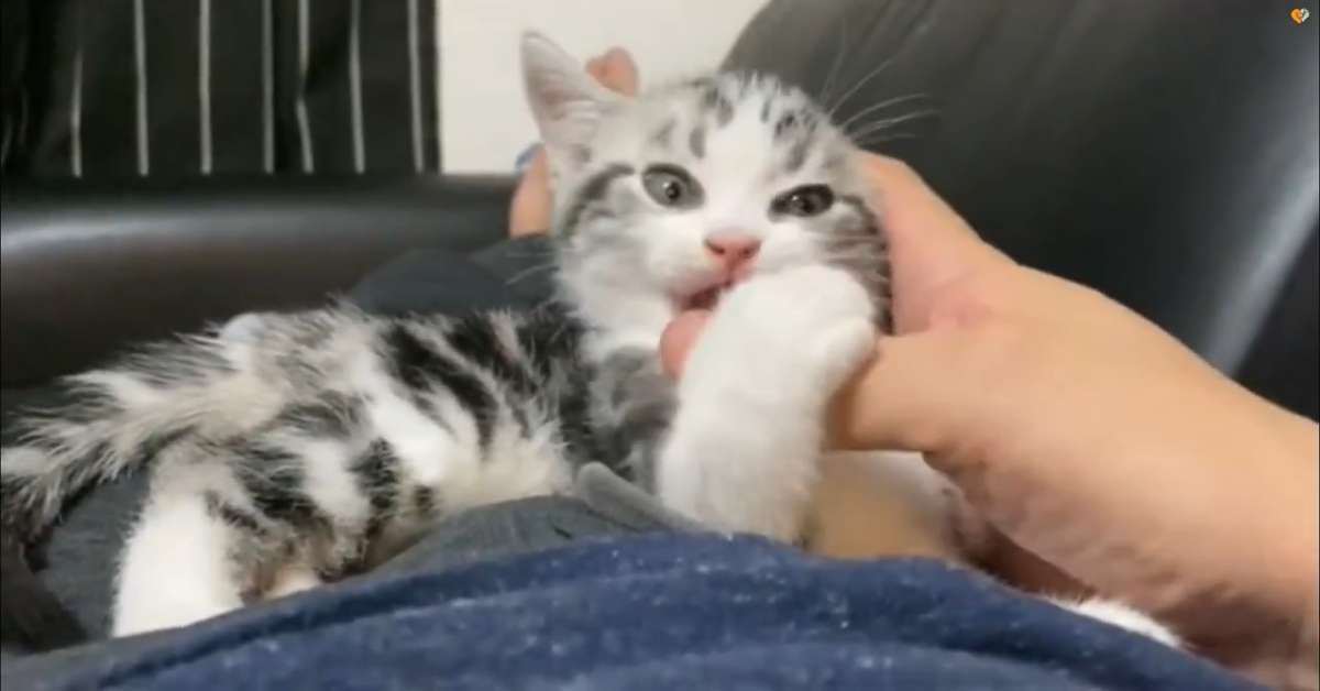 Un gattino adottato ha un uomo come migliore amico (VIDEO)