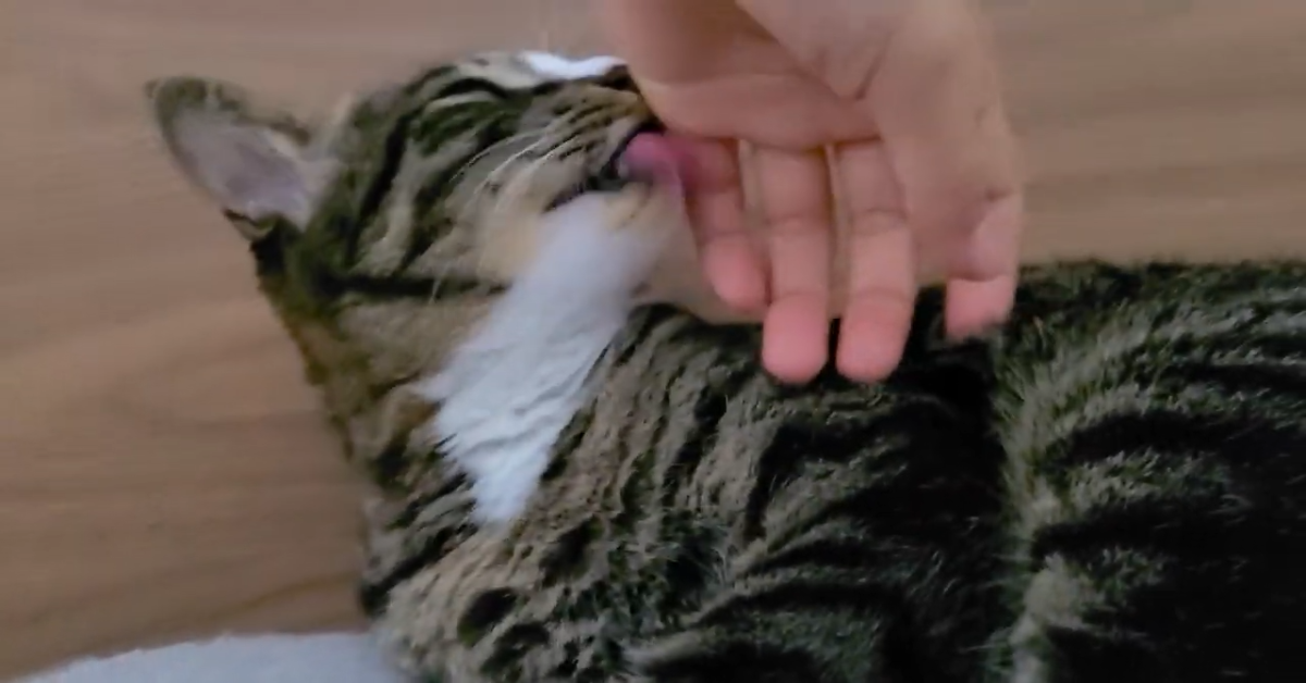 Un gattino ama le coccole della sua padrona (VIDEO)