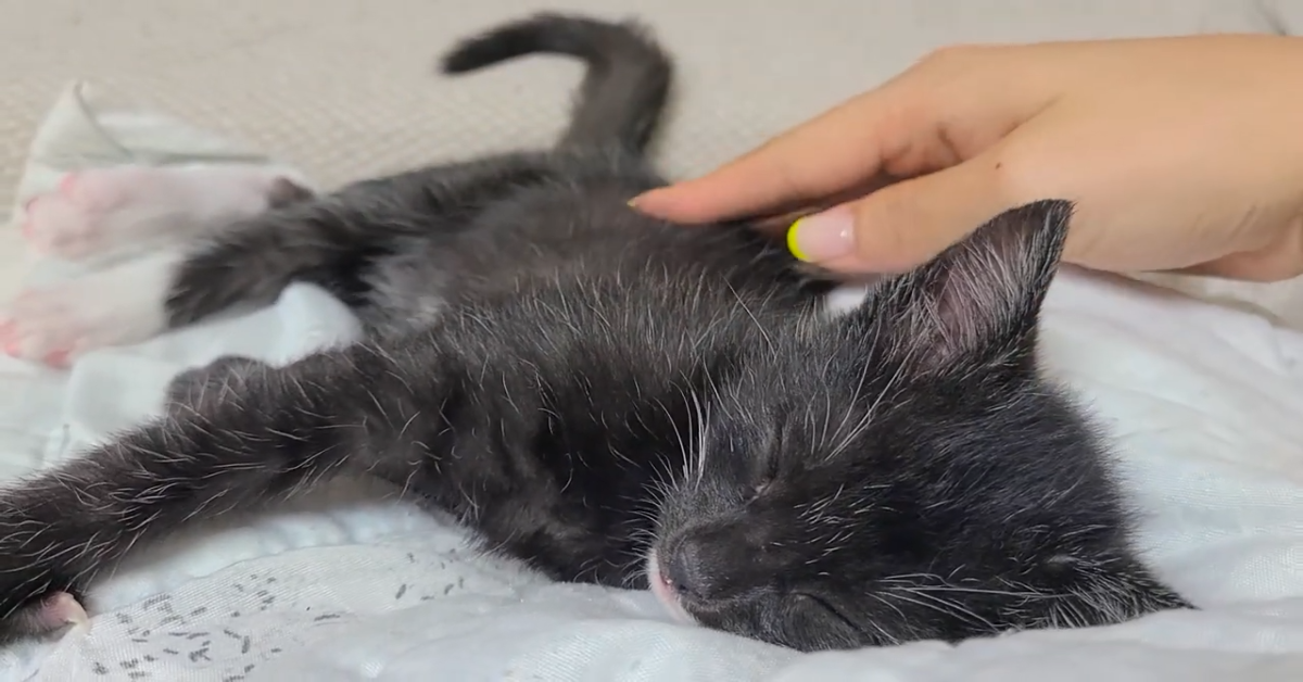 Il dolcissimo video di un gattino che cresce e vuole parlare (VIDEO)