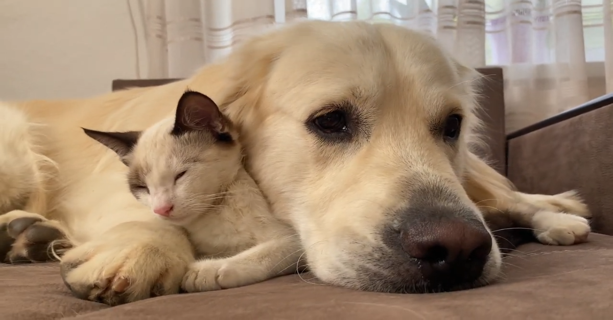 Questo dolce gattino coccola il suo amico cane (VIDEO)