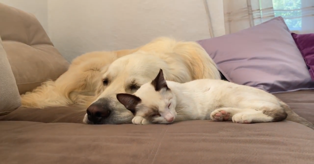 Gattino e cane sono amici davvero inseparabili (VIDEO)