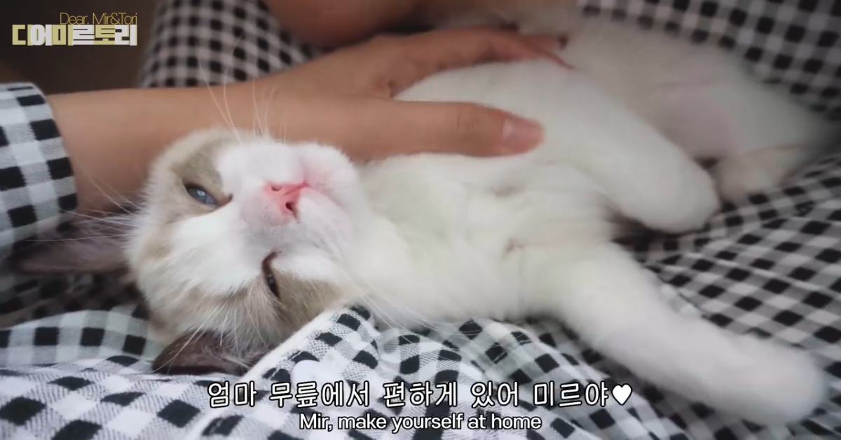 Questo gattino è felice accanto alla sua padrona (VIDEO)
