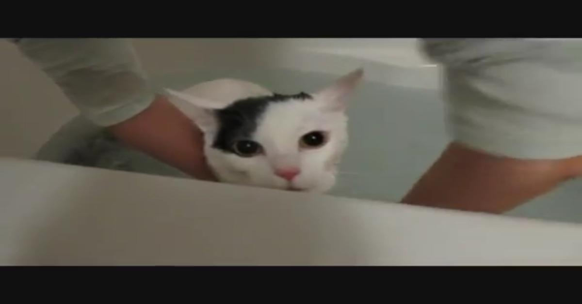 Gattino fa il bagno anche se non sembra esserne felice (VIDEO)