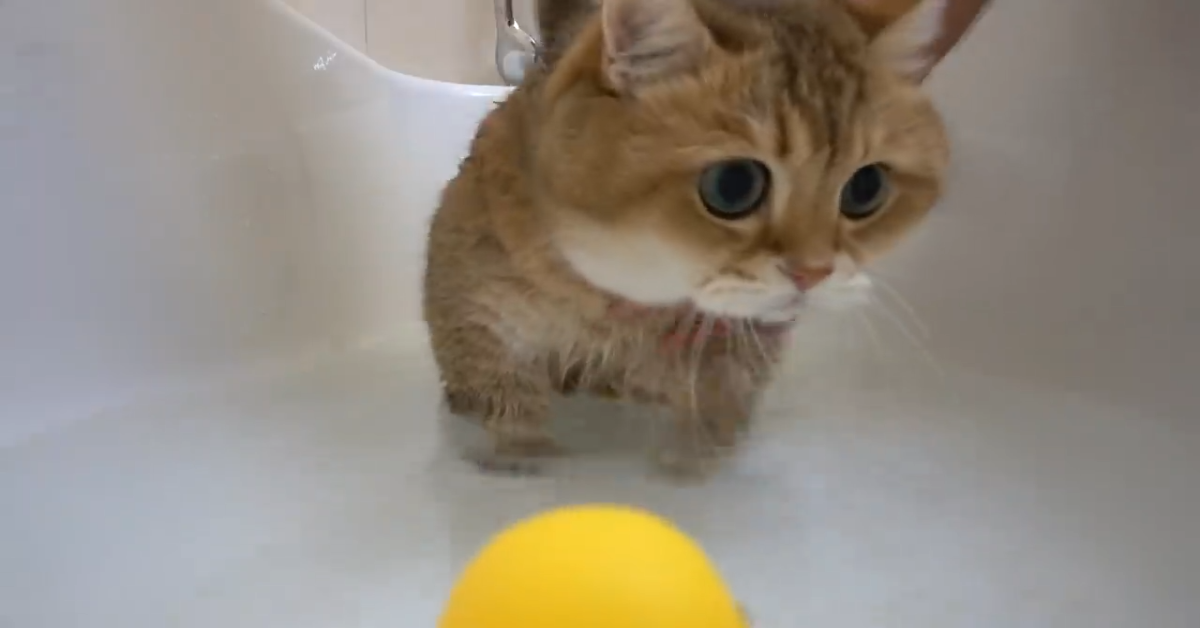 Gattino fa il bagno con le paperelle gialle dentro la vasca (VIDEO)