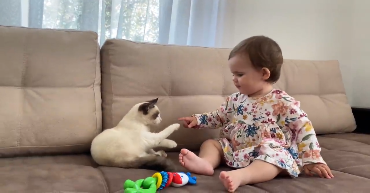 Il gattino gioca con Zlata in un modo molto dolce (VIDEO)