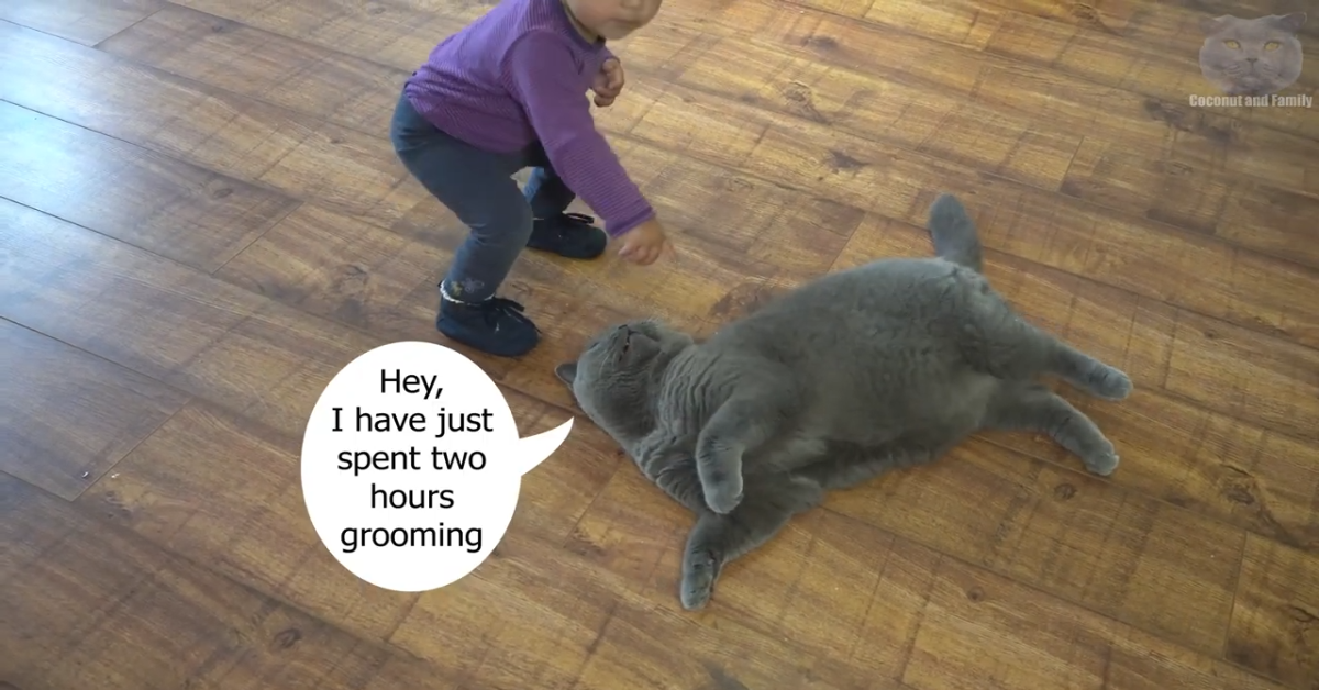 Gattino gioca con il fratellino umano (VIDEO)