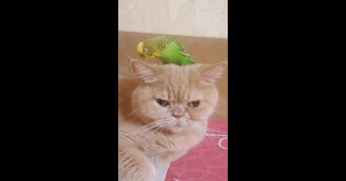 Gattino gioca con il pappagallo, suo grande amico (VIDEO)
