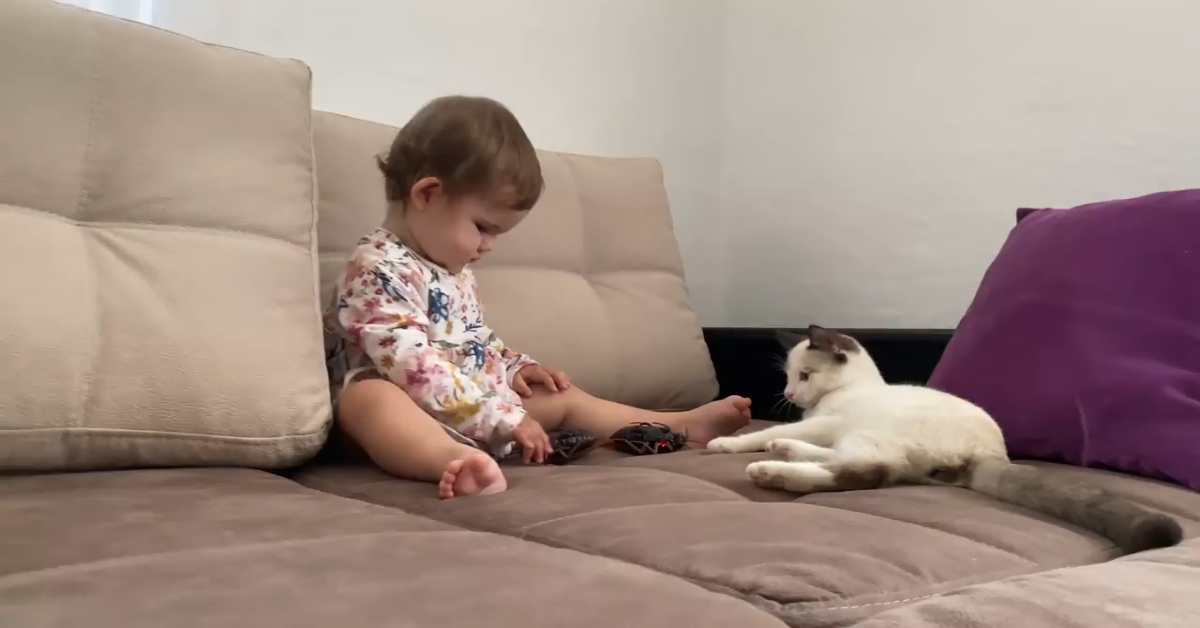 Un dolcissimo gattino gioca con la sorellina umana (VIDEO)