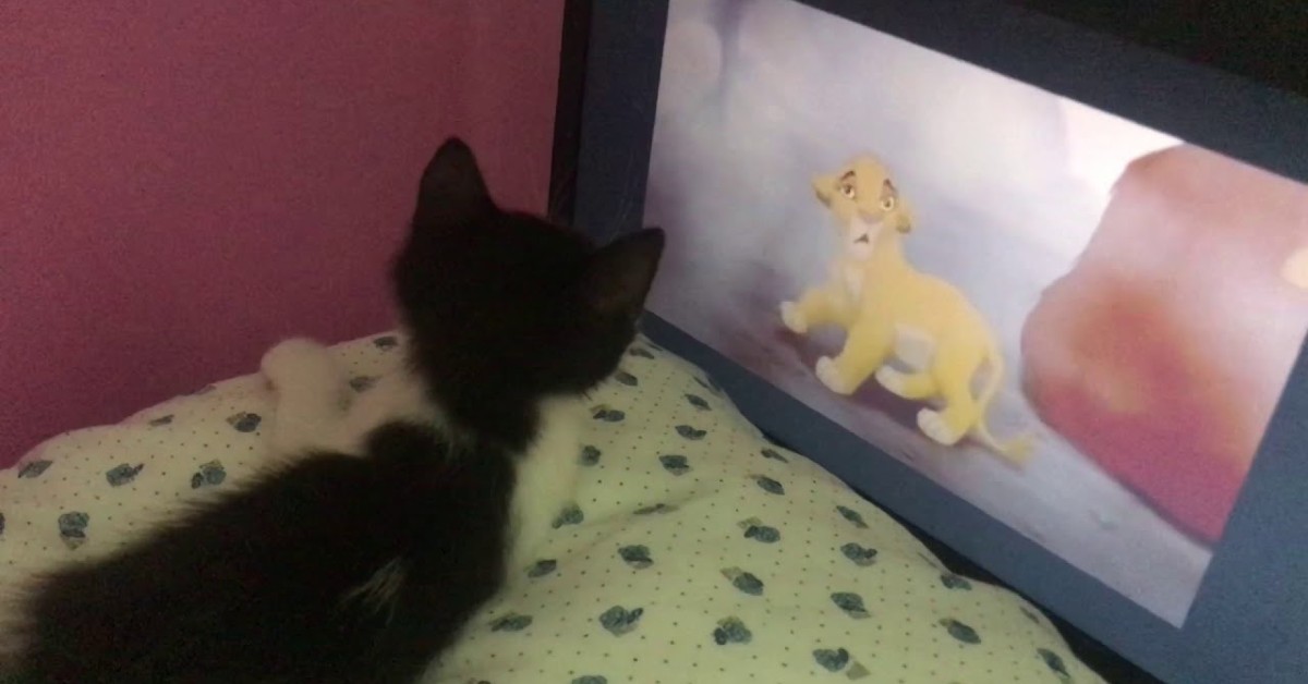 Gattino guarda un cartone animato con il padrone (VIDEO)