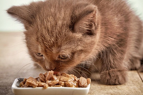 gattino mangia cibo umido