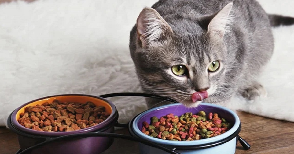 Gattino ha mangiato cibo per cani: che cosa bisogna fare e come evitarlo