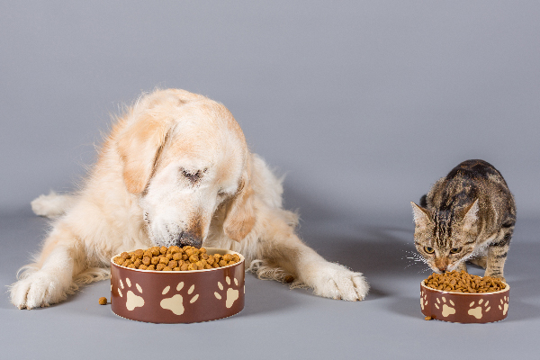 cane e gattino su sfondo grigio