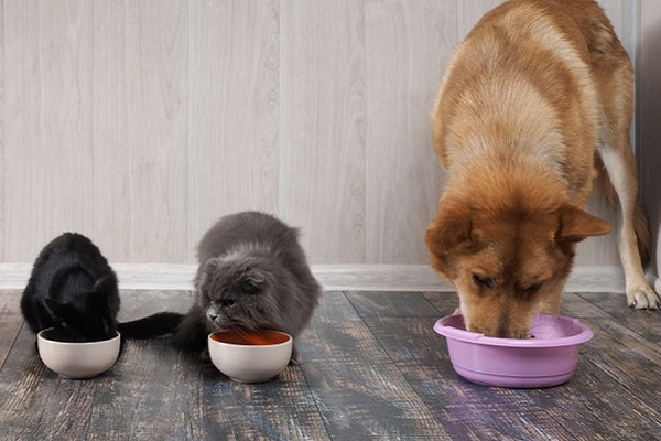 un grosso cane e due gatti stanno mangiando