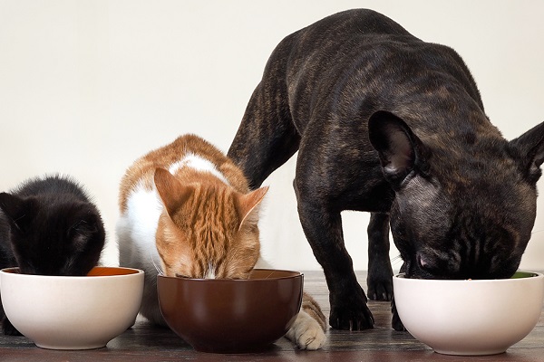 un cane un gatto e un gattino mangiano