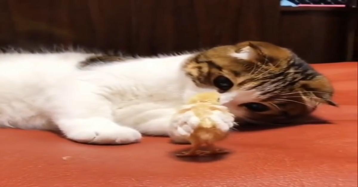 Un gattino incontra dei pulcini molto carini (VIDEO)