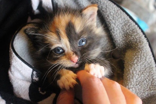 fare le coccole al gattino piccolo