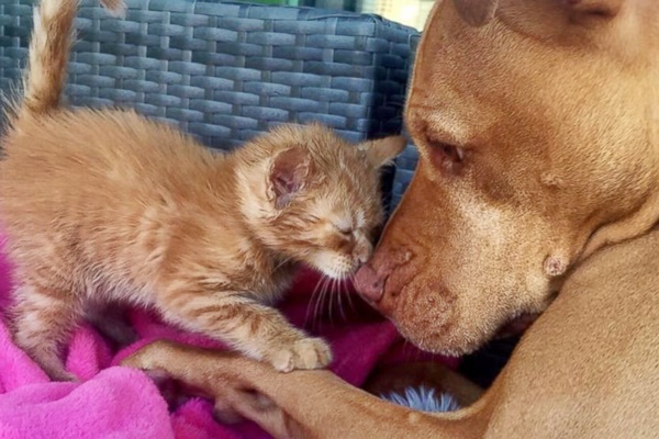 gattino che fa le coccole a un cane