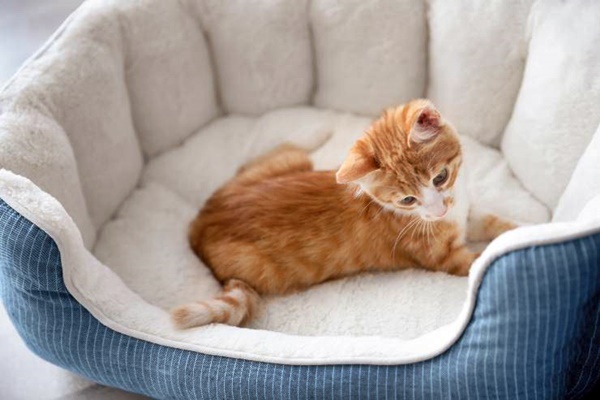 gattino arancione dorme nella sua cuccia