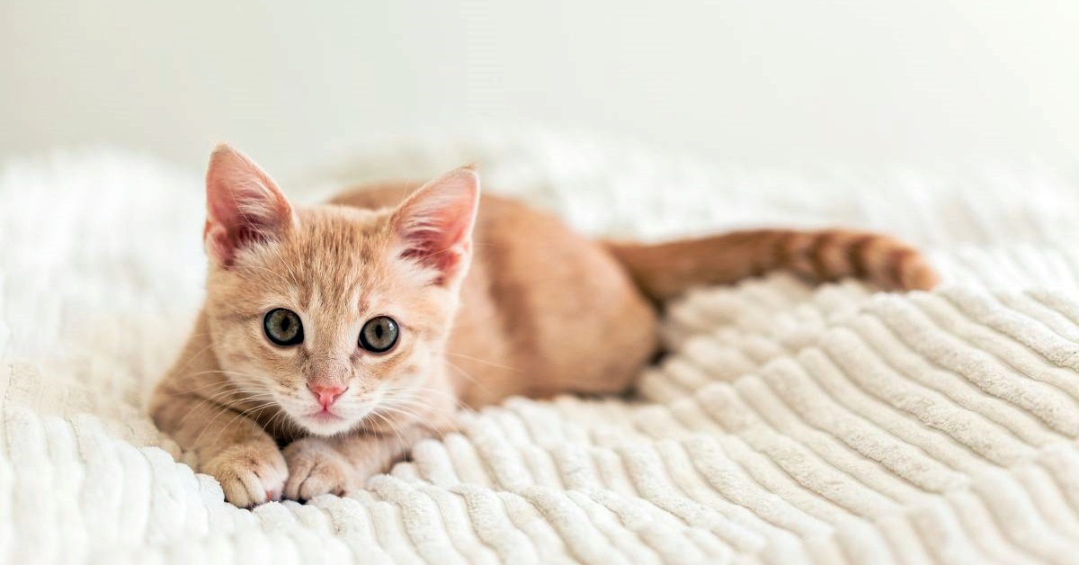 Gattino non dorme nella cuccia: i motivi e perché non c’è da preoccuparsi
