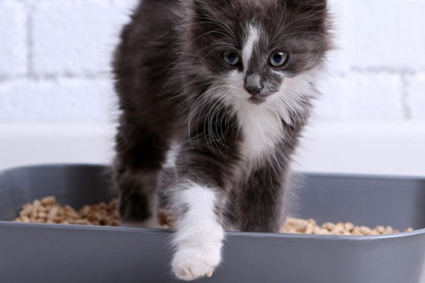 gattino bianco e nero dentro una lettiera