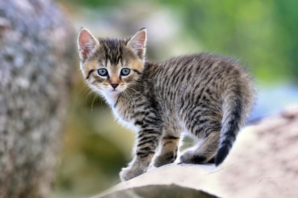 gattino con il mantello tigrato