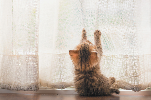 gattino tira una tenda bianca