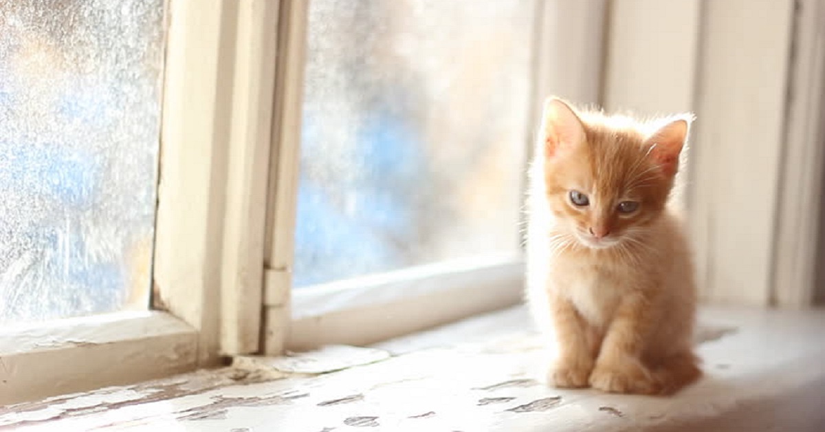 Gattino sempre alla finestra, è normale? Ecco cosa può significare