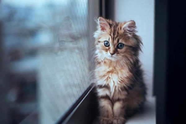 gattino a pelo lungo seduto alla finestra