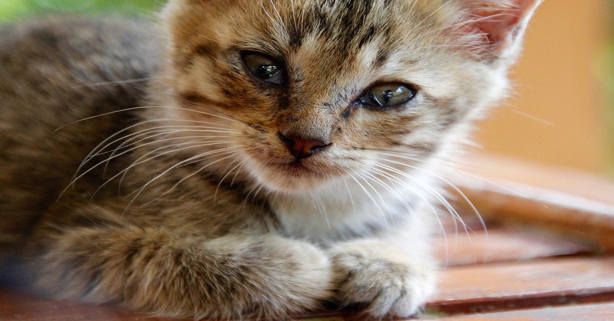 Gattino si struscia sugli ospiti: cosa significa e come farlo smettere