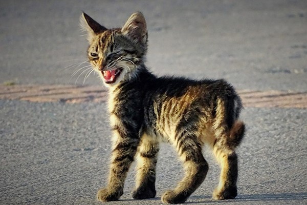 gattino nervoso e stressato