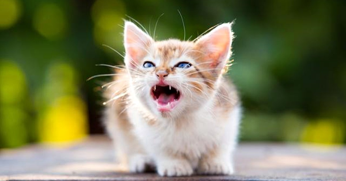 Gattino soffia agli ospiti: come farlo smettere senza traumi