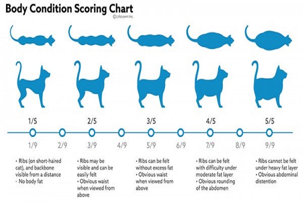 tabella per determinare sovrappeso di un gatto