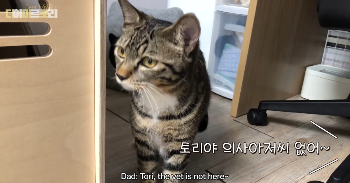 Gattino va dal veterinario ed è molto spaventato (VIDEO)
