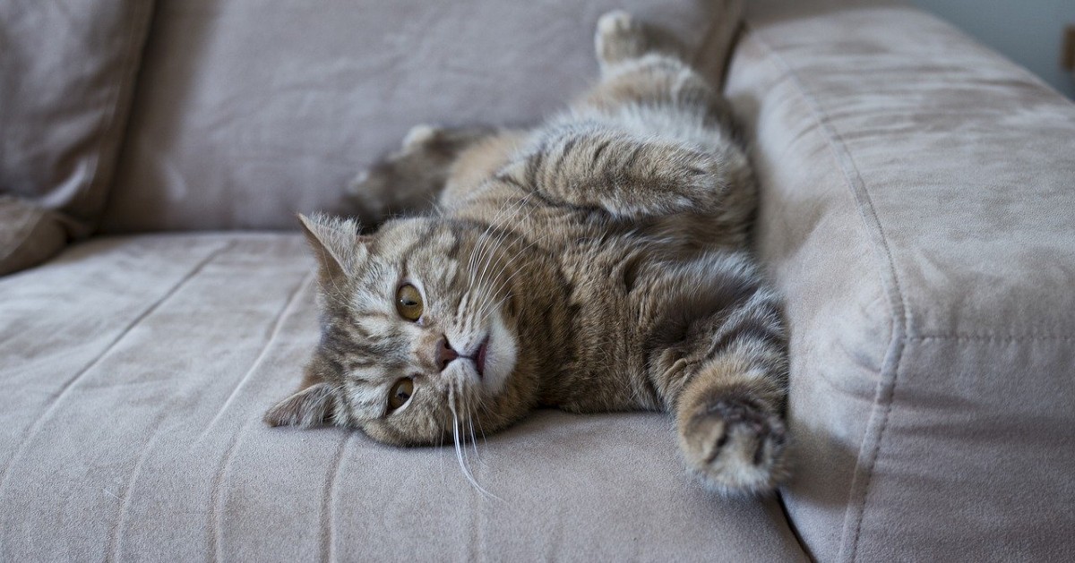 Gattino vuole stare sul divano: come insegnargli a non farlo, senza traumi
