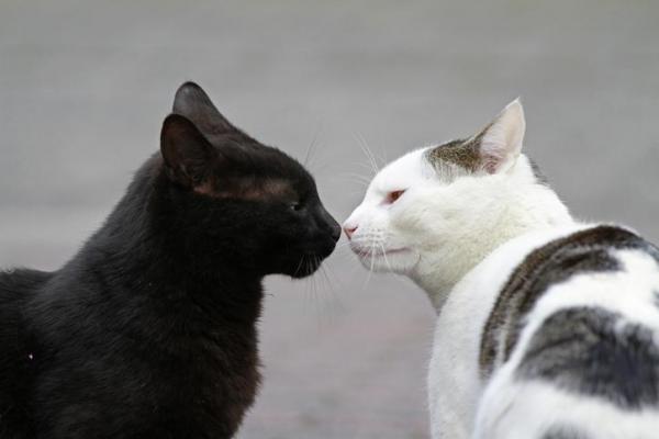 gatti si baciano