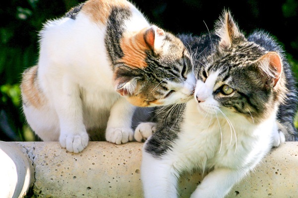 gatto odora un altro gatto